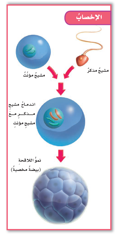 تسمى عملية اندماج الحيوان المنوي بالبويضة